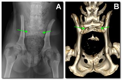 Case report: Sacral agenesis in two boxer dogs: clinical presentation, diagnostic investigations, and outcome